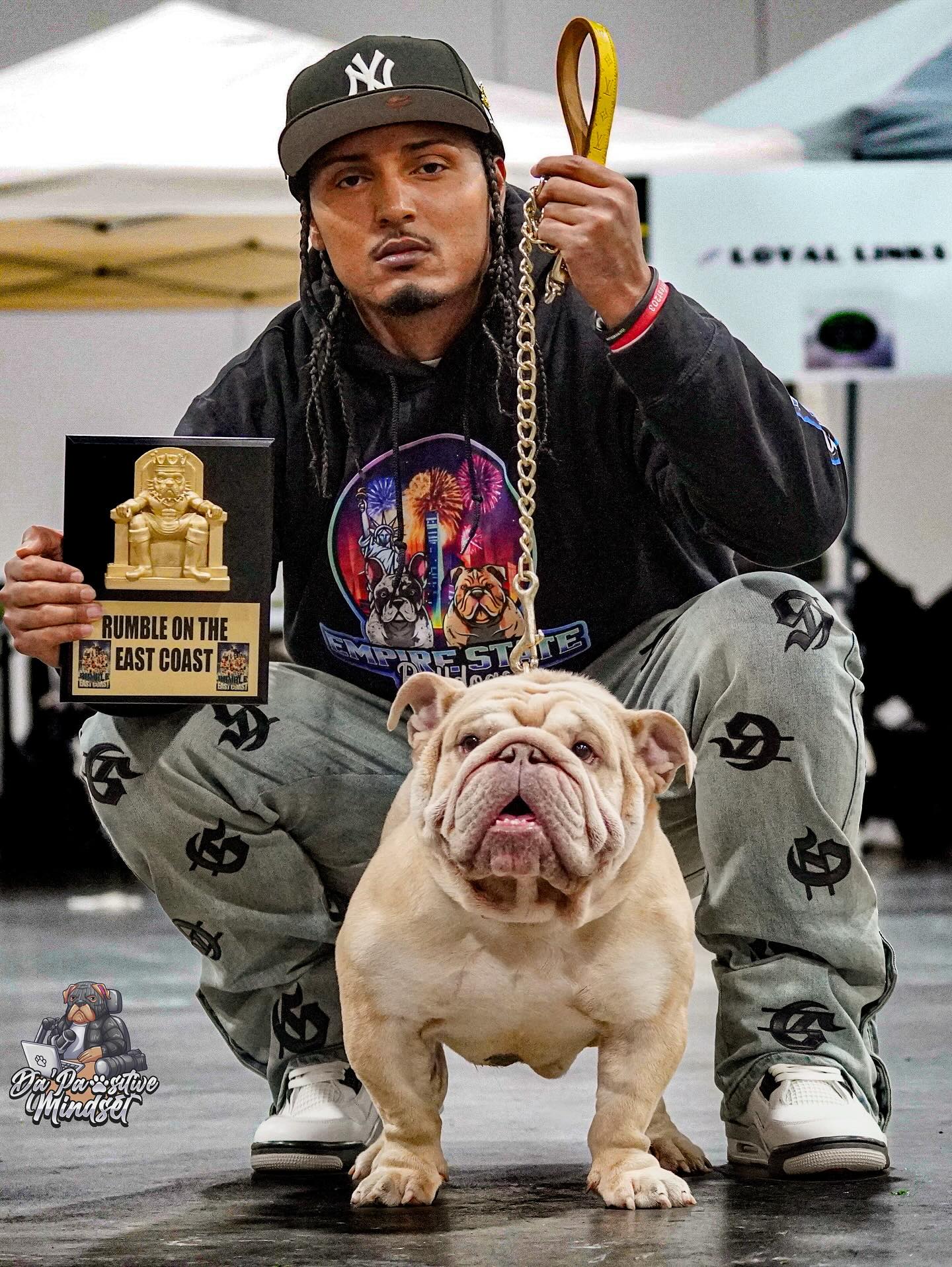 Playful Frenchie Puppy