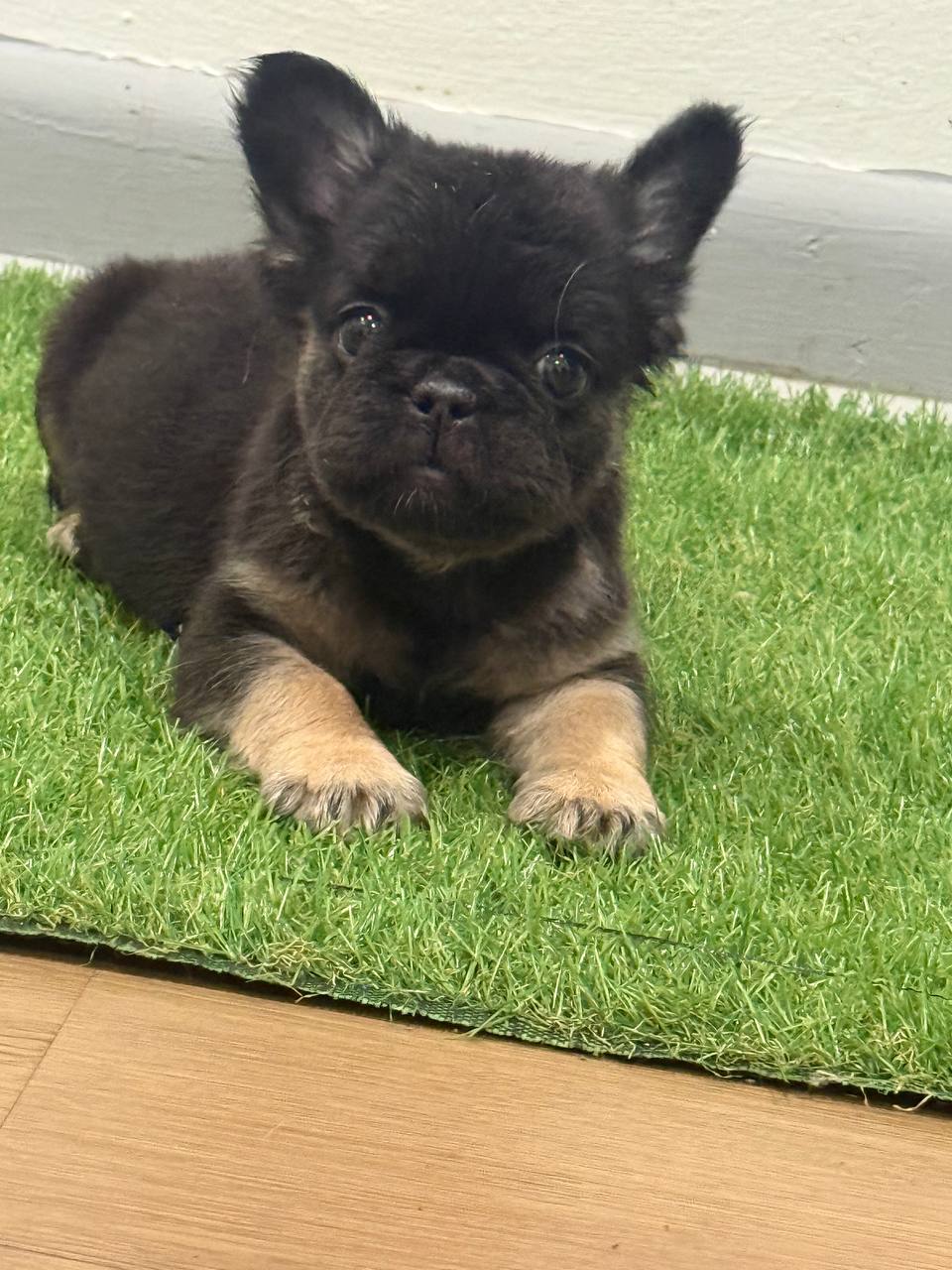 Black and tan long-haired French Bulldog puppy facing the camera