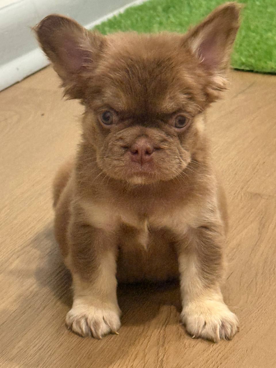 Chocolate fluffy French Bulldog puppy with light tan points sitting upright