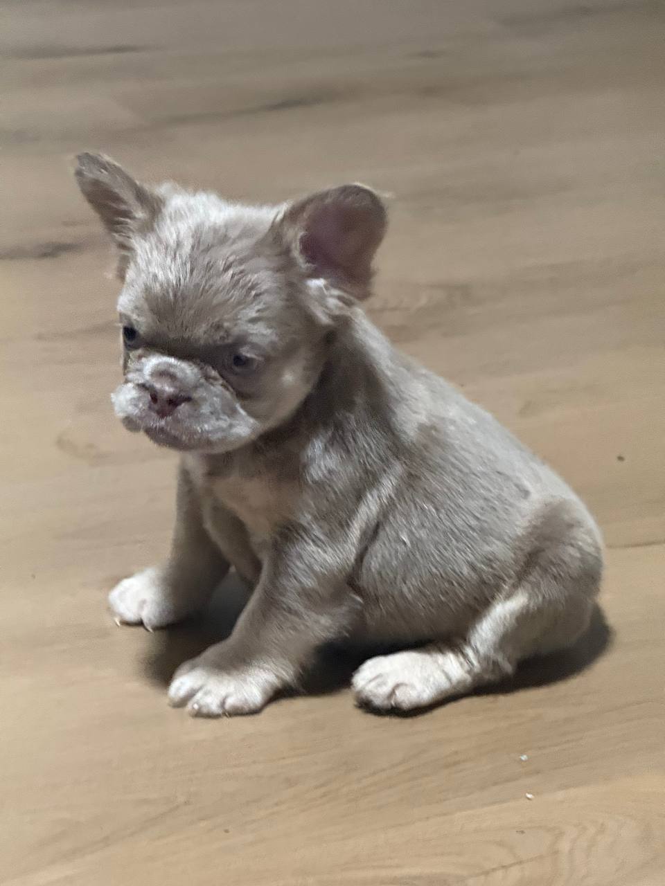 Lilac merle long-haired French Bulldog puppy sitting, Albany NY