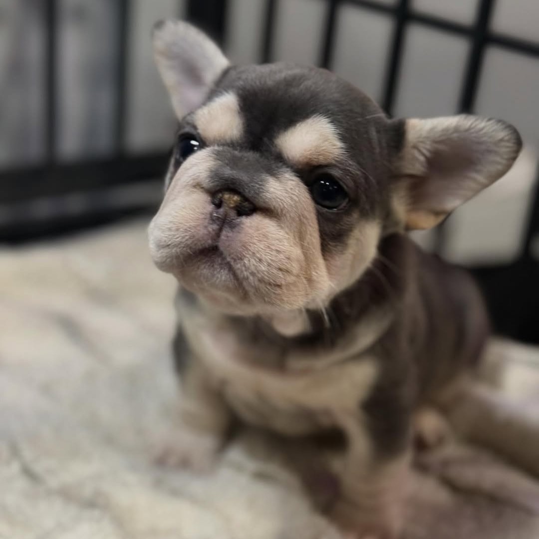 Empire State Bulldog Gallery Photo 7