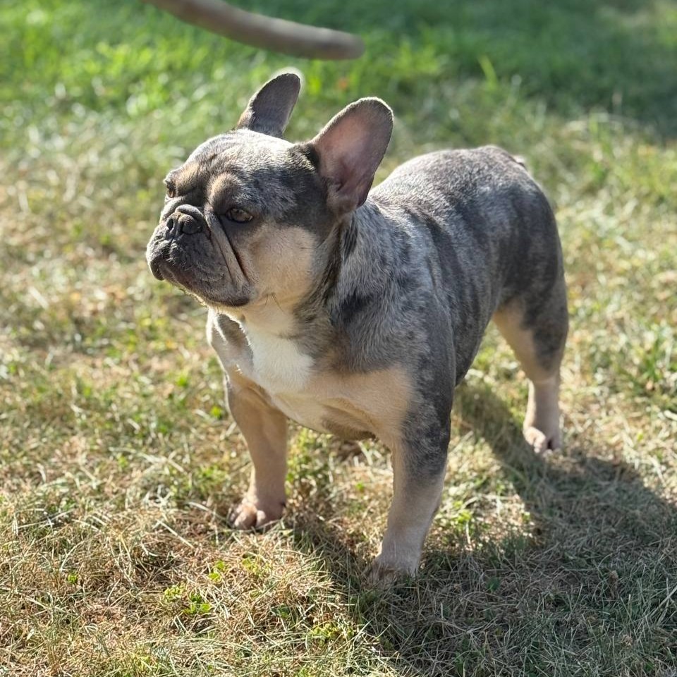 Empire State Bulldog Gallery Photo 8