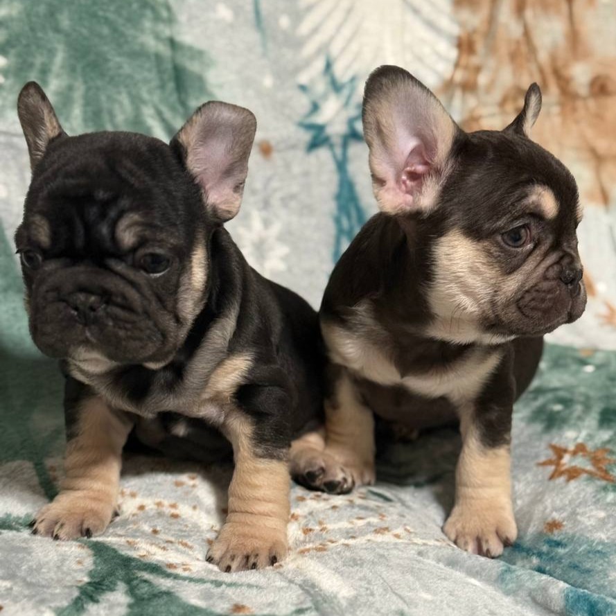 Empire State Bulldog Gallery Photo 9