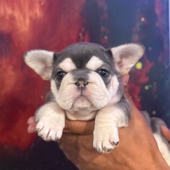 Empire State Bulldog Gallery Photo 10